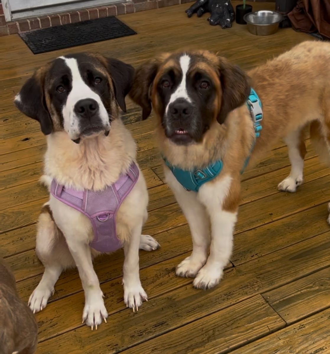 Keeva and Finn posing for a picture after their hair has grown back.